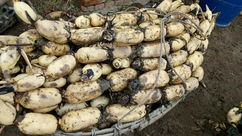 洪湖优质纯种莲藕苗，3735种6号莲藕苗，品种齐全，量大从优