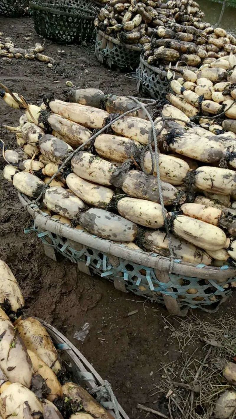 洪湖优质纯种莲藕苗，3735种6号莲藕苗，品种齐全，量大从优