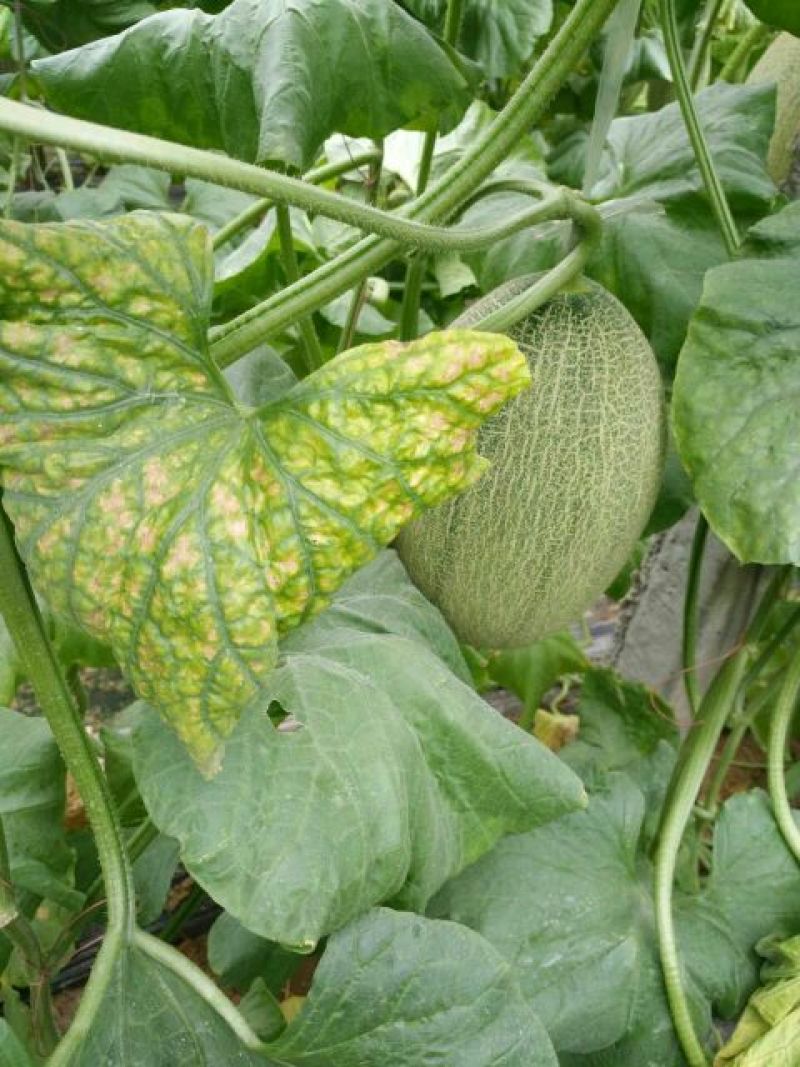 西州蜜瓜娇蜜25品种