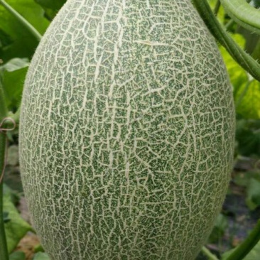西州蜜瓜娇蜜25品种