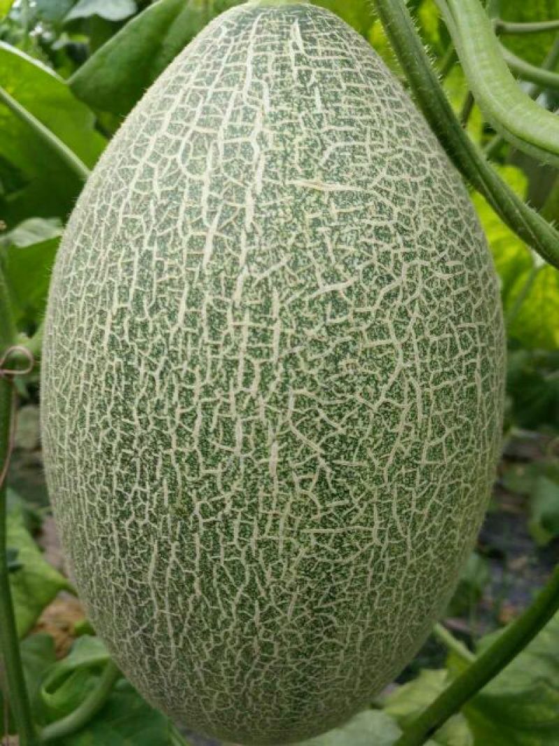 西州蜜瓜娇蜜25品种