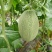 西州蜜瓜娇蜜25品种