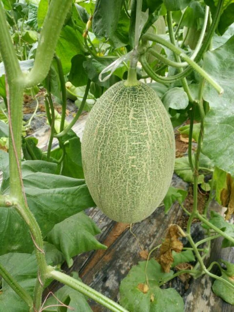 西州蜜瓜娇蜜25品种