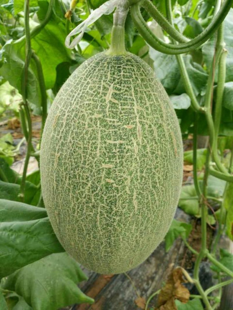 西州蜜瓜娇蜜25品种