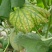 西州蜜瓜娇蜜25品种