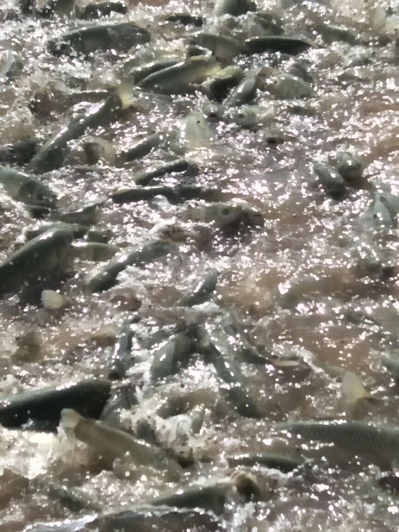 武昌鱼10~25cm食用活鱼