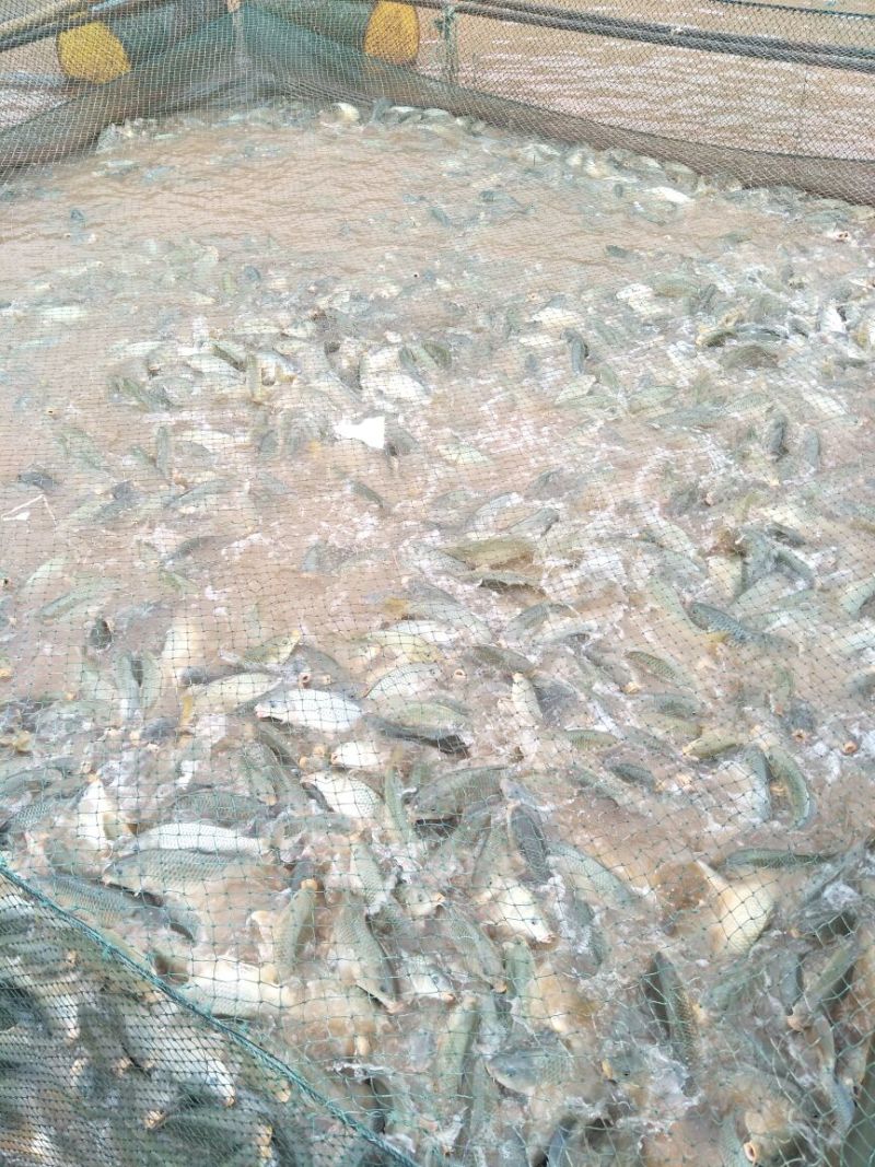 武昌鱼10~25cm食用活鱼