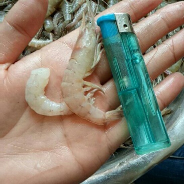 红虾食用冻虾