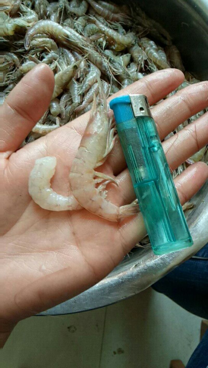 红虾食用冻虾