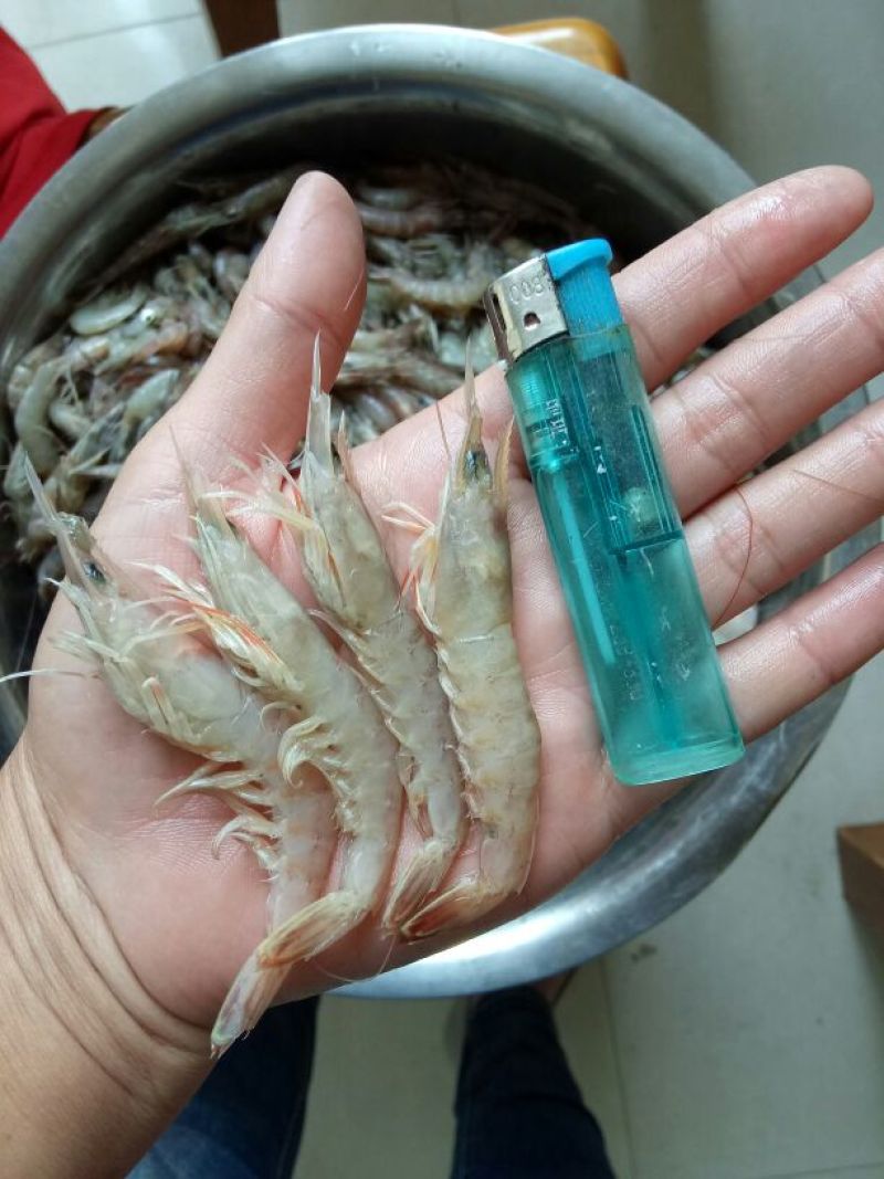 红虾食用冻虾