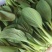 精品青梗菜2两以上青菜精品大量上市，质量好，口感甜美，