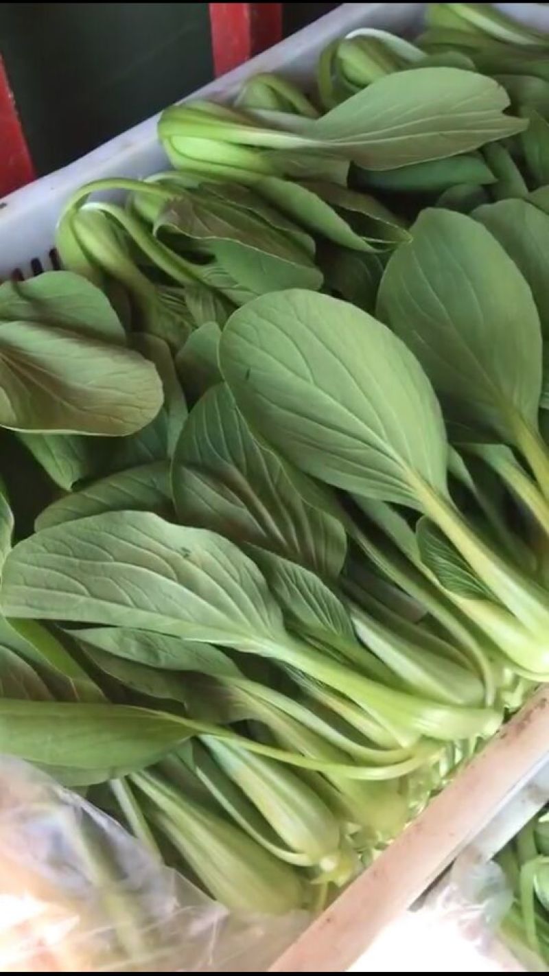 精品青梗菜2两以上青菜精品大量上市，质量好，口感甜美，
