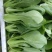 精品青梗菜2两以上青菜精品大量上市，质量好，口感甜美，