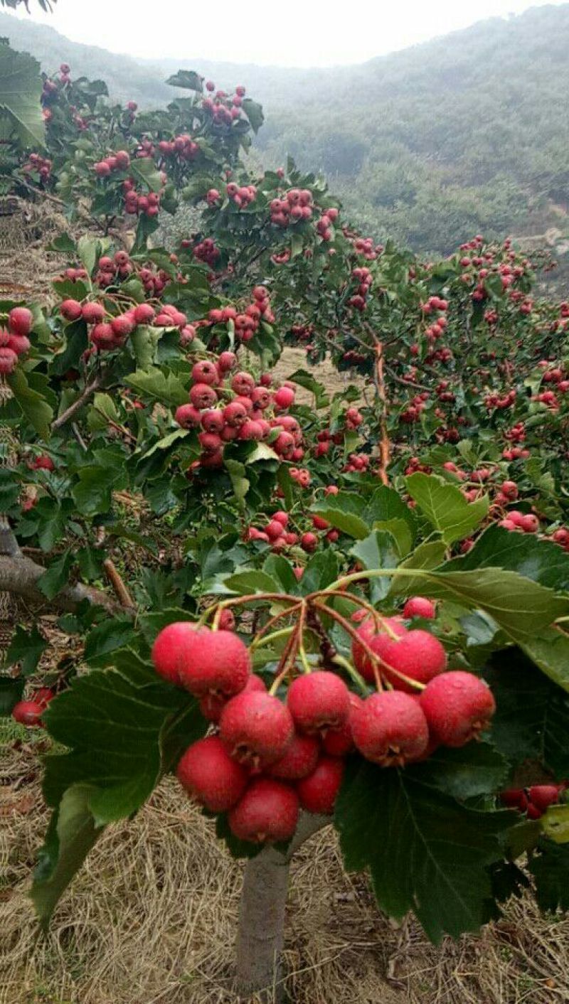 大金星山楂15~20克
