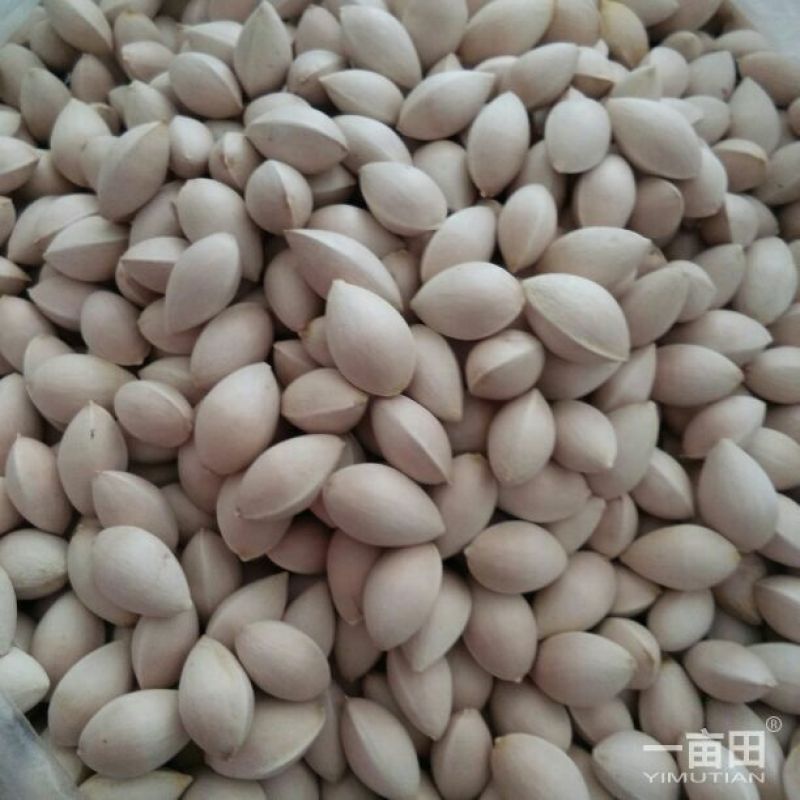 银杏果