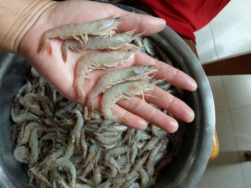 红虾食用冻虾