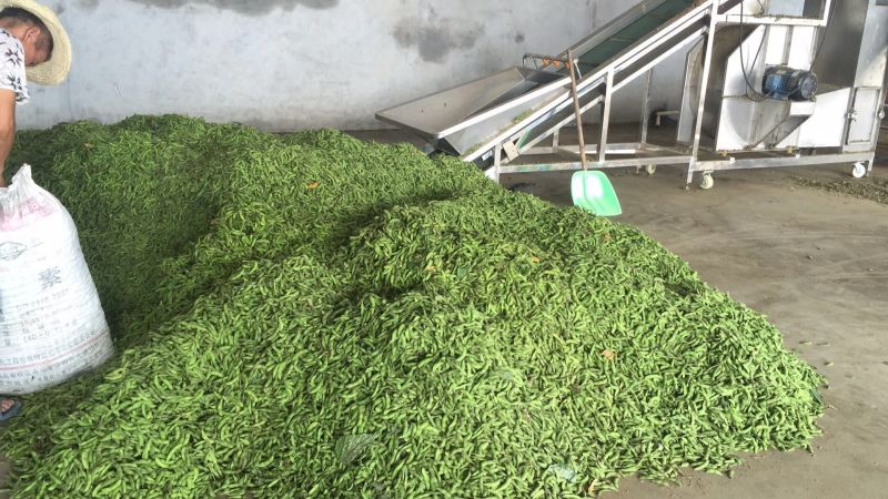 翠绿宝毛豆清洗机，冷库设备齐全5月底上市