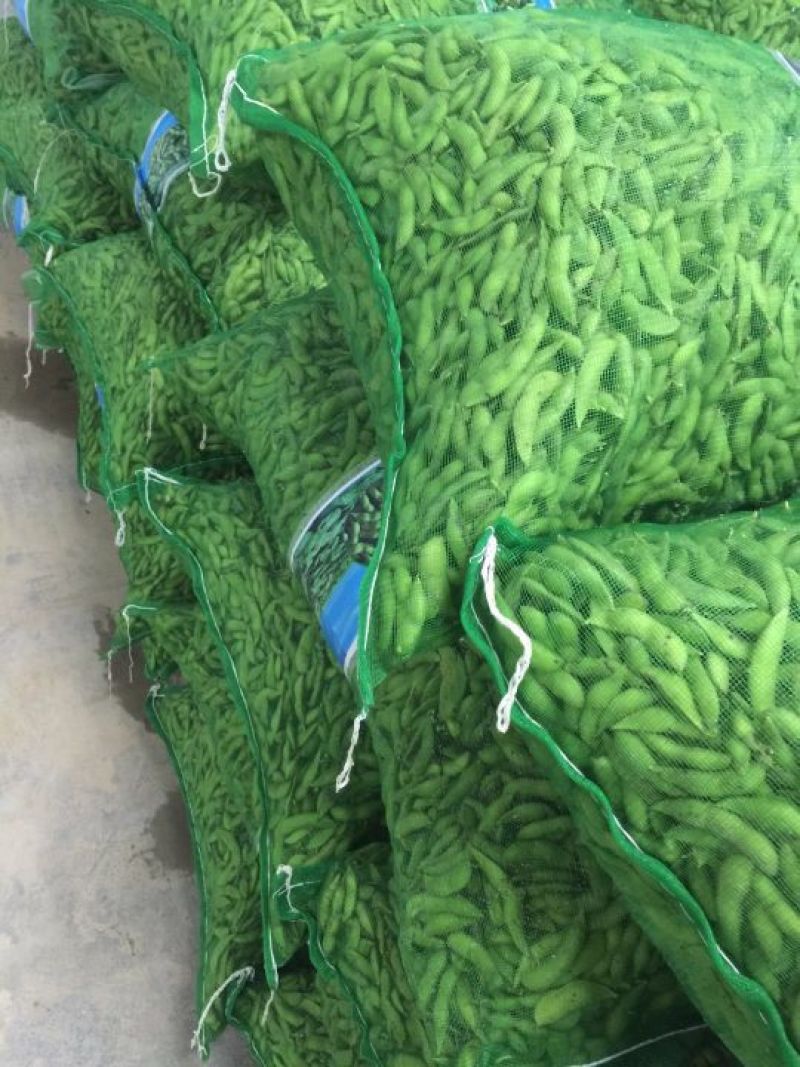 毛豆大量上市5月底大量上市