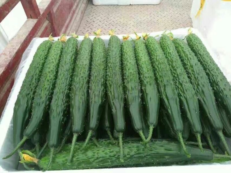 密刺黄瓜35.公分一40公分鲜花带刺