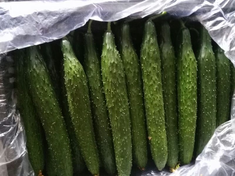 密刺黄瓜35.公分一40公分鲜花带刺