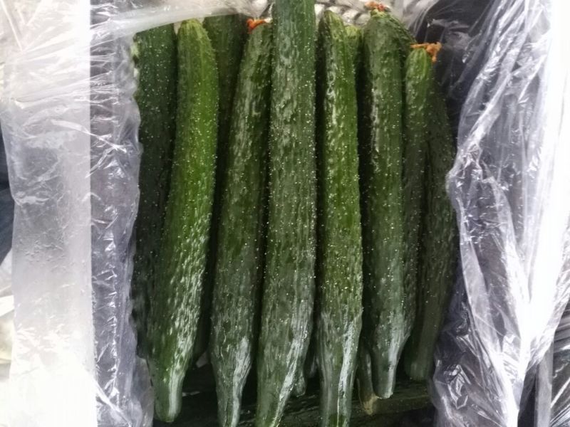 密刺黄瓜35.公分一40公分鲜花带刺