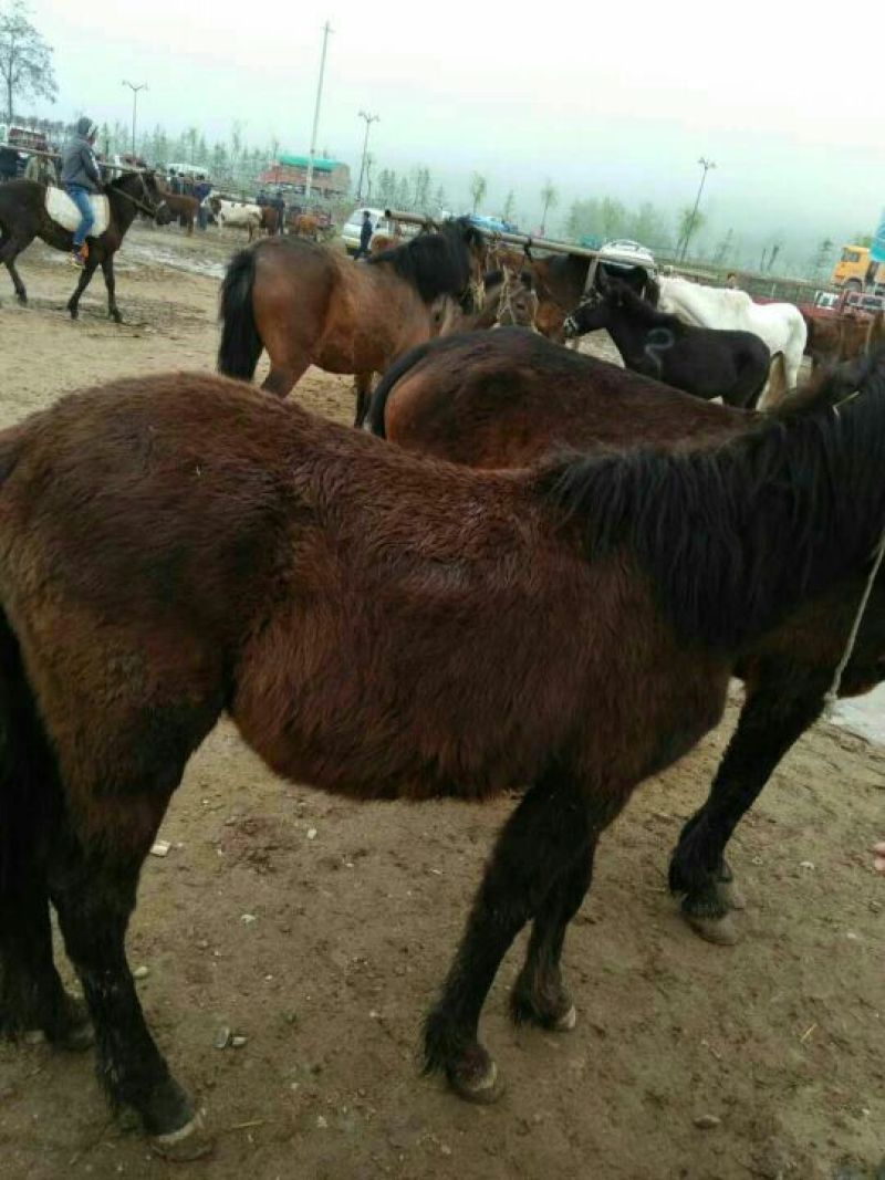 德州驴200~400斤