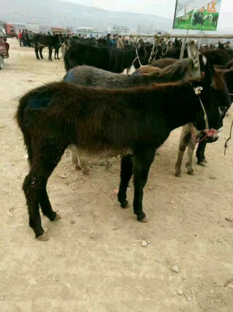 毛驴苗300斤发育成长快