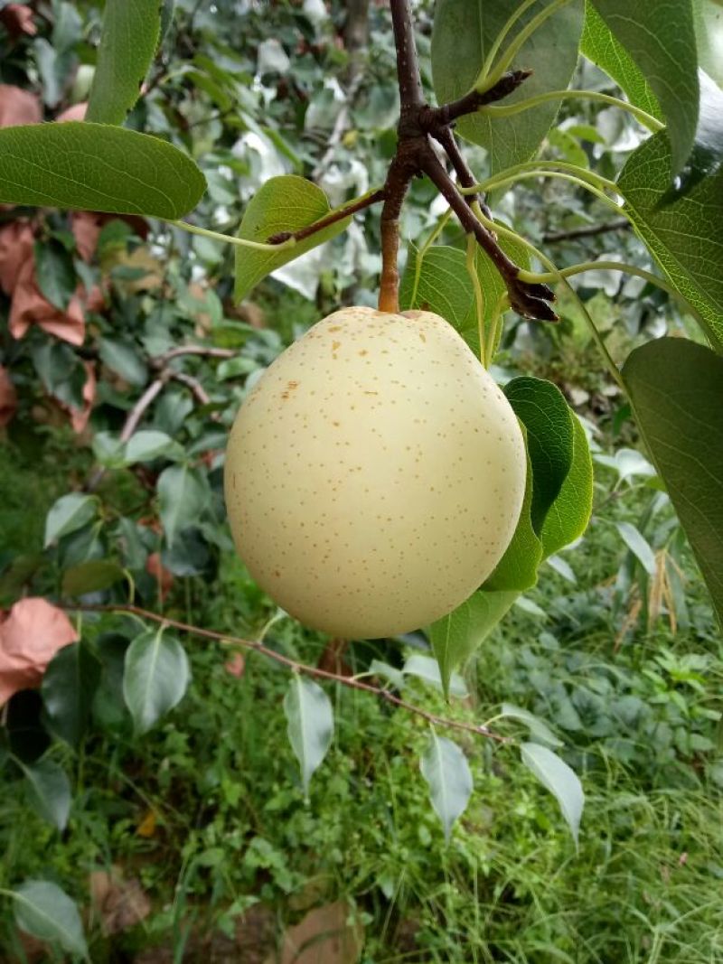 雅安市汉源县白梨纸袋350~400g