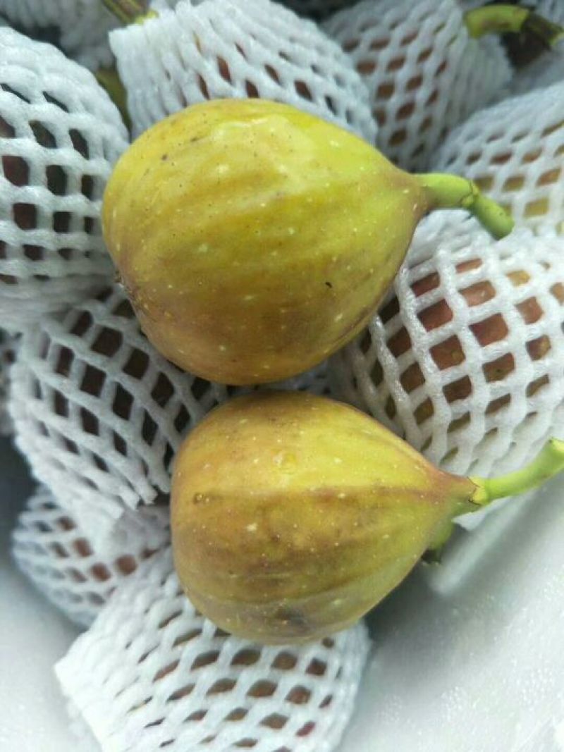 无花果苗无花果树苗批发好品种
