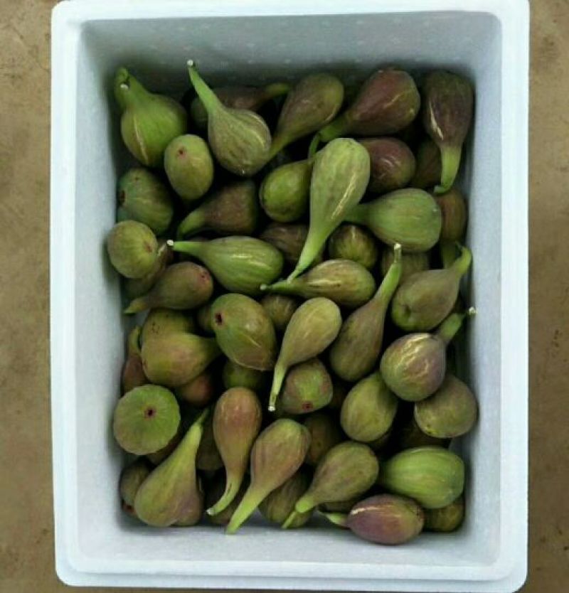无花果苗无花果树苗批发好品种