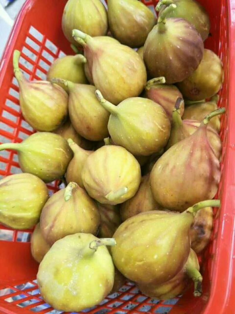 无花果苗无花果树苗批发好品种