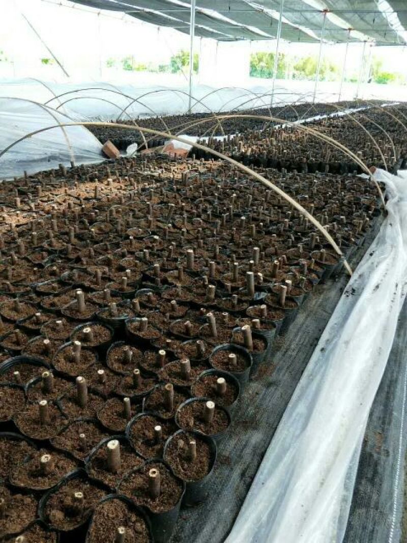 无花果苗无花果树苗批发好品种