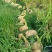 贵州高山香糯米