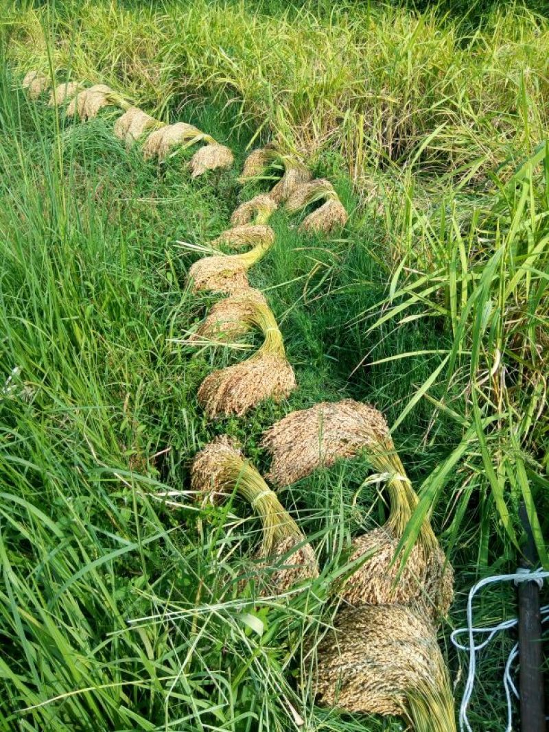 贵州高山香糯米