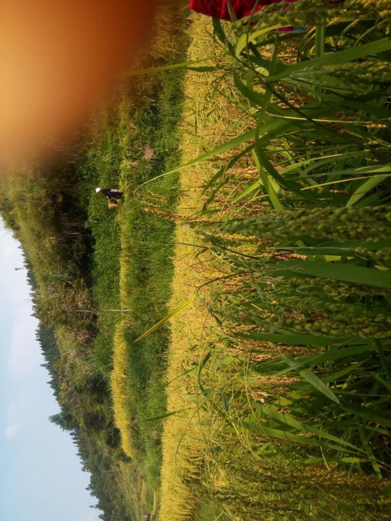 贵州高山香糯米