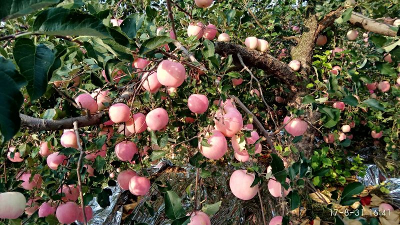 水晶富士苹果80mm以上纸袋