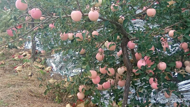 水晶富士苹果80mm以上纸袋