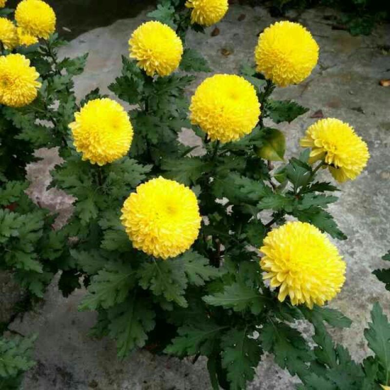 菊花苗