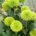菊花苗