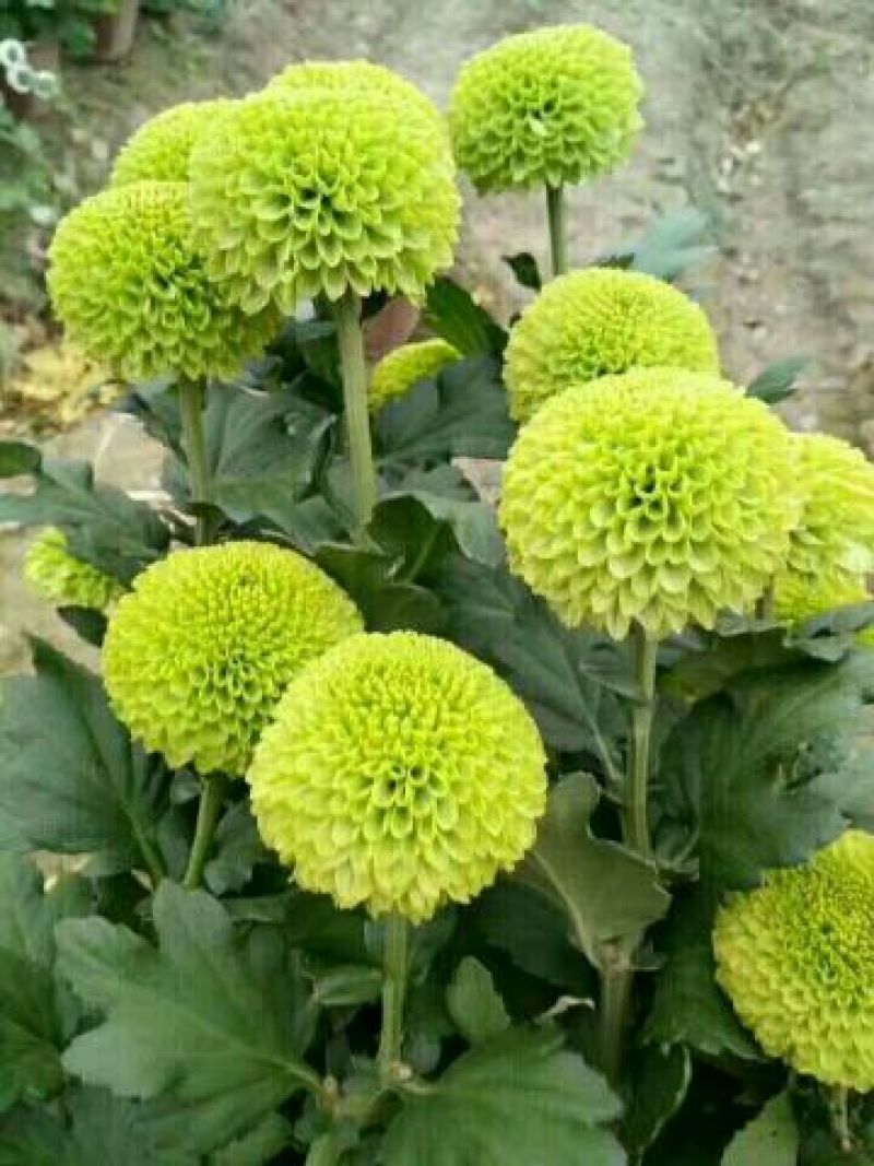 菊花苗
