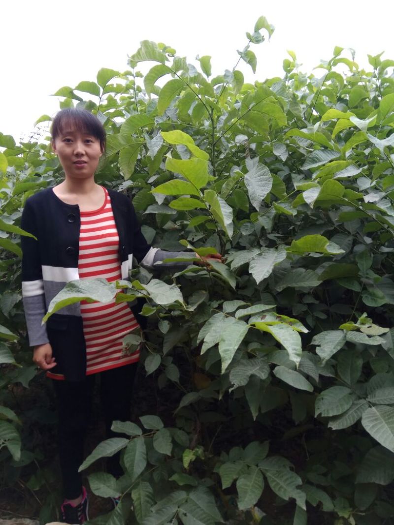香玲核桃苗二年苗50~100cm，品种全，