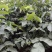 香玲核桃苗二年苗50~100cm，品种全，
