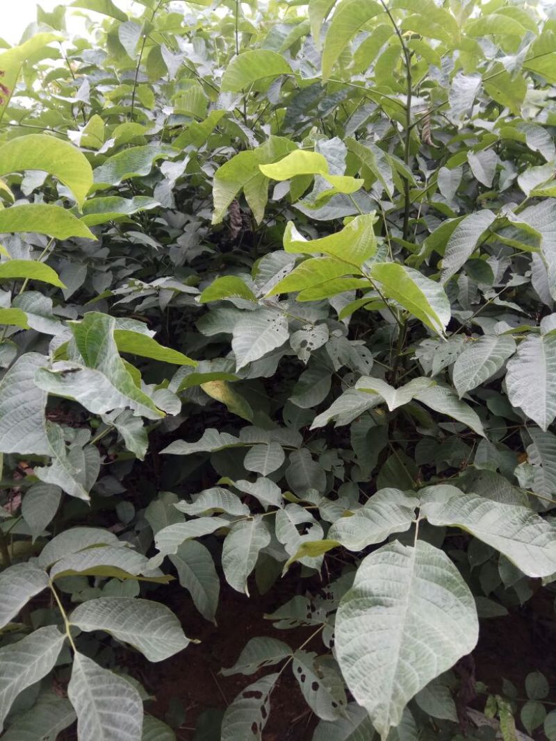 香玲核桃苗二年苗50~100cm，品种全，