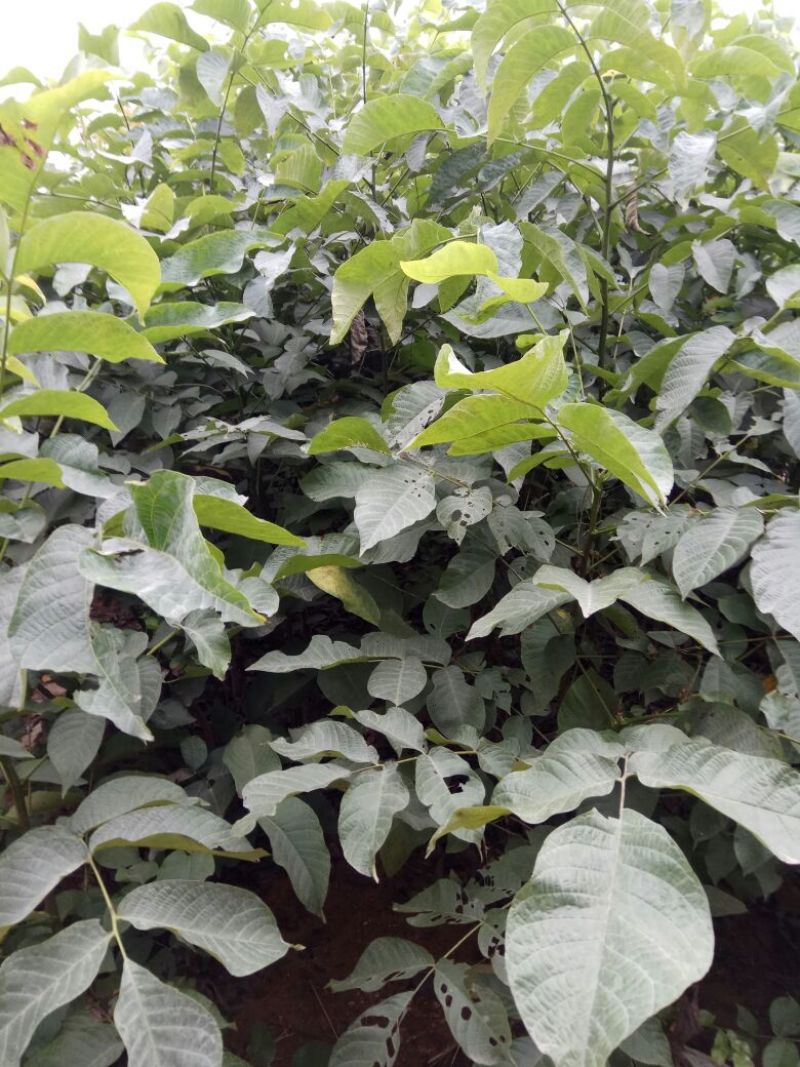 香玲核桃苗二年苗50~100cm，品种全，