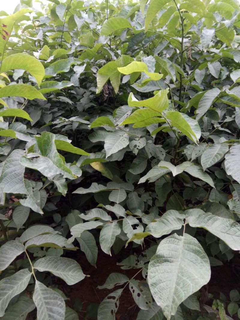 香玲核桃苗二年苗50~100cm，品种全，