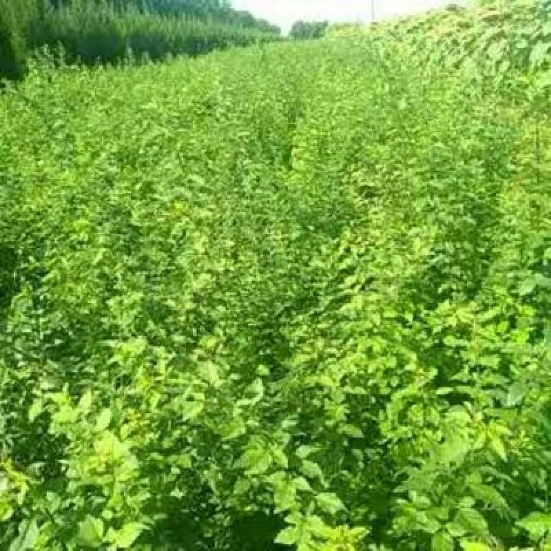 药用连翘苗，丛生连翘苗，15年生连翘苗60~70cm