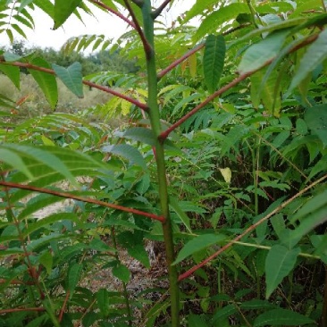 红油6号香椿苗一年苗二年苗三年苗品种好量大从优