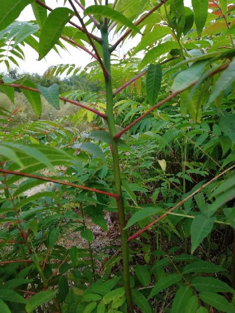 红油6号香椿苗一年苗二年苗三年苗品种好量大从优