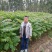红油6号香椿苗一年苗二年苗三年苗品种好量大从优