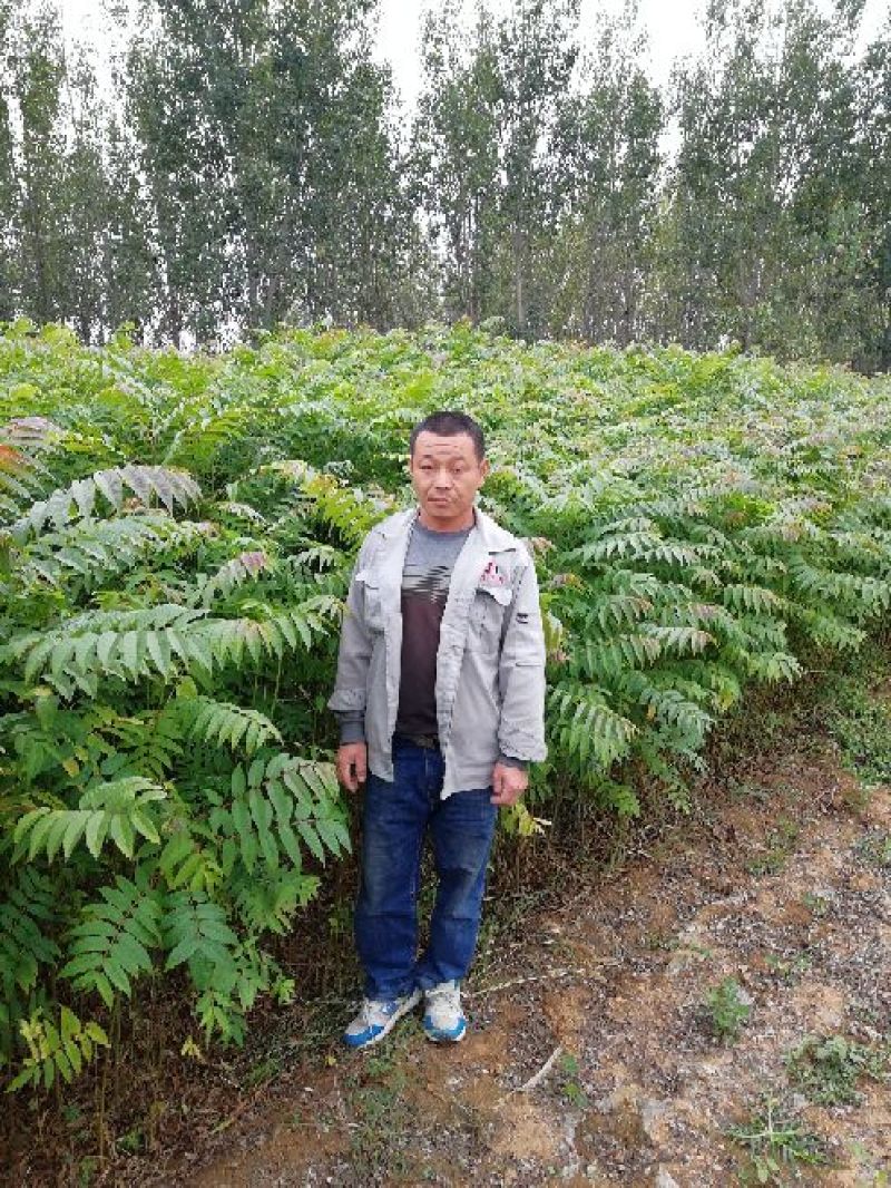 红油6号香椿苗一年苗二年苗三年苗品种好量大从优